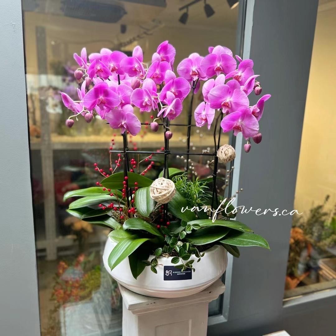 旺市富贵兰|粉色豪华瀑布蝴蝶兰组合盆栽 旺市富贵兰|粉色豪华瀑布蝴蝶兰组合盆栽